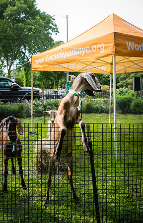 Riverside Park Conservancy - Riverside Revue - Sakura Park - NYC