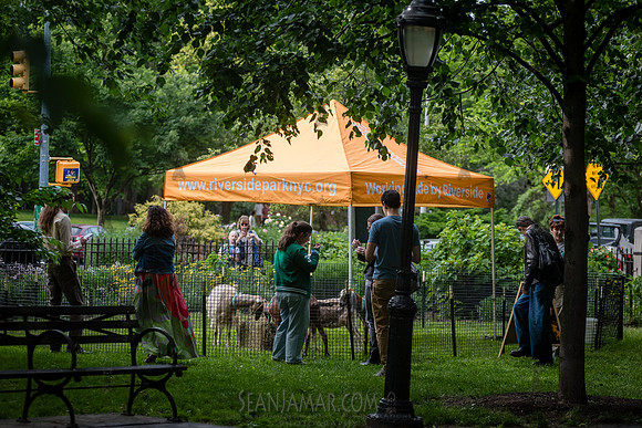 Riverside Park Conservancy - Riverside Revue - Sakura Park - NYC