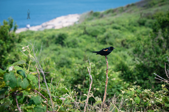 Montauk NY - 2026