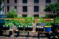 CPF Learn - Learning Gardens - Abib Newborn - NYC - 2026