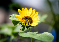 CPF Learn - Learning Gardens - Abib Newborn - NYC - 2026