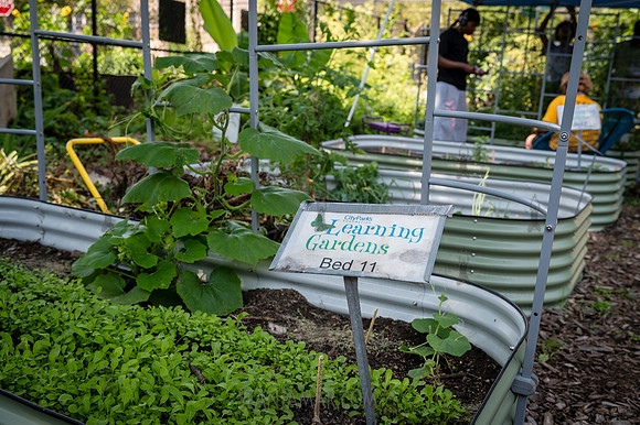 CPF Learn - Learning Gardens - Abib Newborn - NYC - 2026