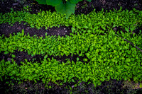 CPF Learn - Learning Gardens - Abib Newborn - NYC - 2026