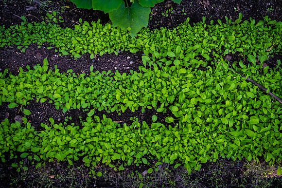 CPF Learn - Learning Gardens - Abib Newborn - NYC - 2026