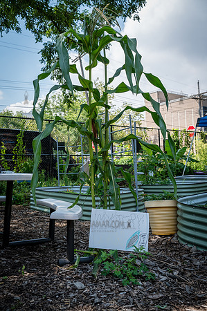 CPF Learn - Learning Gardens - Abib Newborn - NYC - 2026