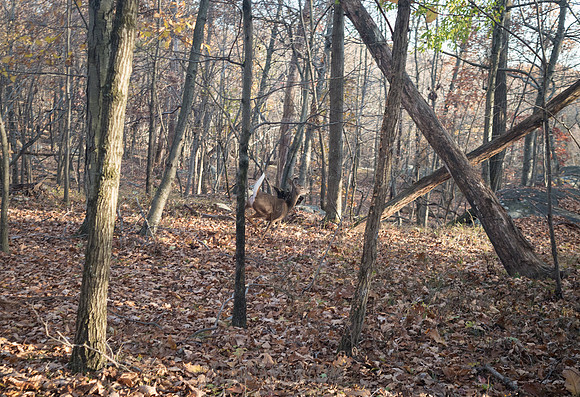Adventure Day - Ramapo Mountain State Park - NJ - 2020