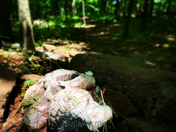 High Mountain Preserve