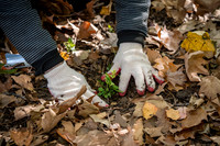 CPF Partnership For Parks - North Brooklyn Parks Alliance Garden