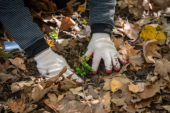 CPF Partnership For Parks - North Brooklyn Parks Alliance Garden