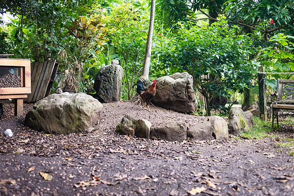 Tropical Farms Macadamia Nuts - Adventure Day - Oahu Hawaii - 2018