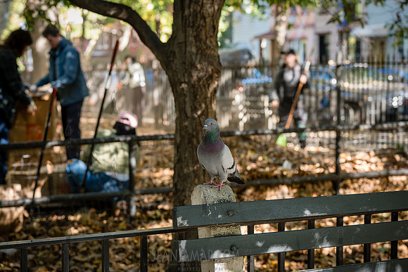 CPF Partnership For Parks - North Brooklyn Parks Alliance Garden