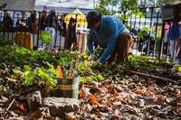 CPF Partnership For Parks - North Brooklyn Parks Alliance Garden