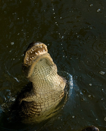 GATORS IN THE BAYOU