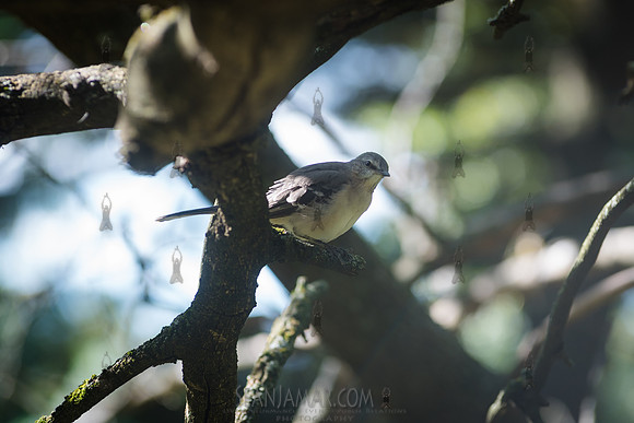 CPF Green Fund - NYC Bird Alliance Accessible Birding - Ft Tryon