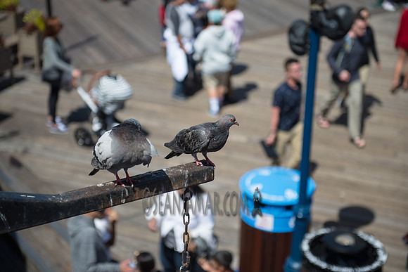 Adventure Day - Pier 39 - San Francisco CA - 2017