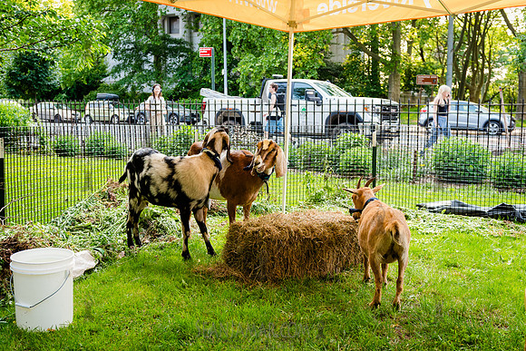 Riverside Park Conservancy - Riverside Revue Gala - Sakura Pak -