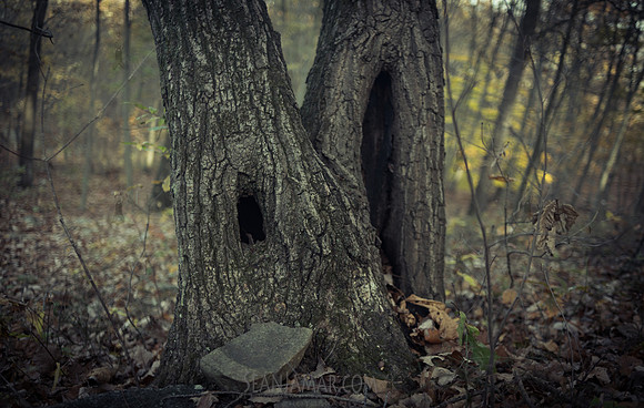 Adventure Day - Ramapo Mountain State Park - NJ - 2020