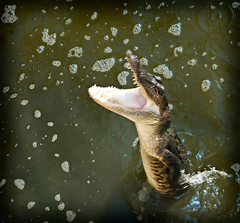 GATORS IN THE BAYOU