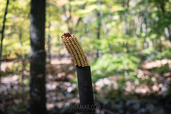 Adventure Day - Flat Rock Nature Center - Englewood Cliffs NJ -