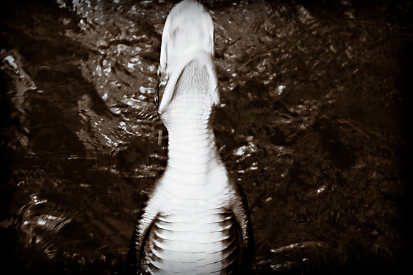 GATORS IN THE BAYOU