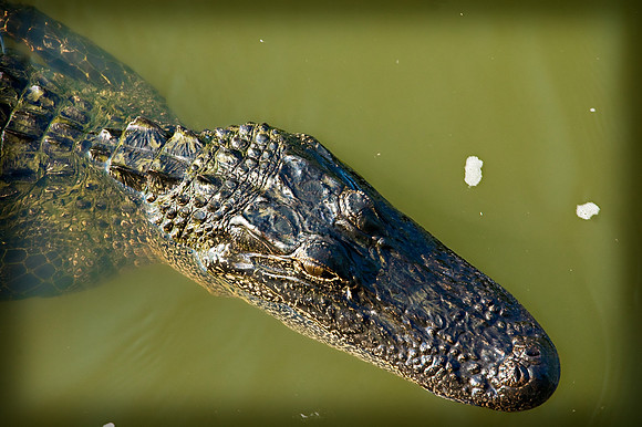 GATORS IN THE BAYOU