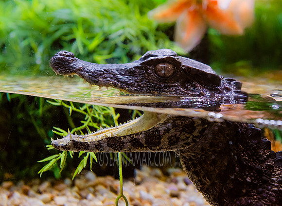 TCC - The Wildlife Center - Garfield NJ - 2018