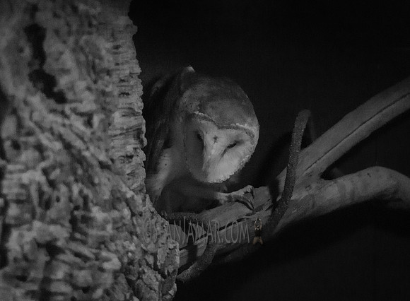 TCC - The Wildlife Center - Garfield NJ - 2018