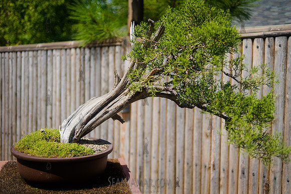 Adventure Day Colorado - Denver Botanical Garden - Denver Co - 2018
