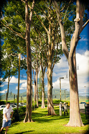 Dole Plantation - Leahi Beach Park