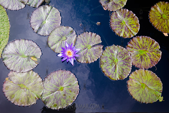 Adventure Day Colorado - Denver Botanical Garden - Denver Co - 2018
