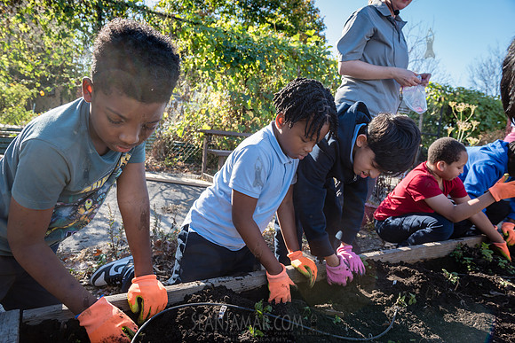 CPF Learn - Learning Gardens Liberty Learning Garden - NYC - 202