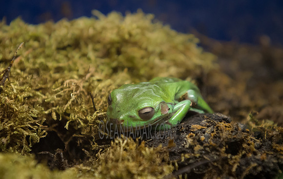 TCC - The Wildlife Center - Garfield NJ - 2018