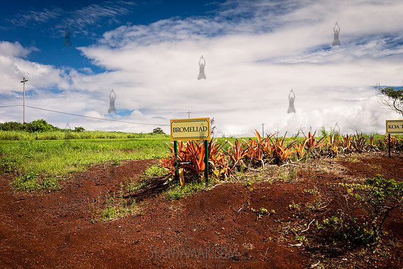 Dole Plantation - Leahi Beach Park