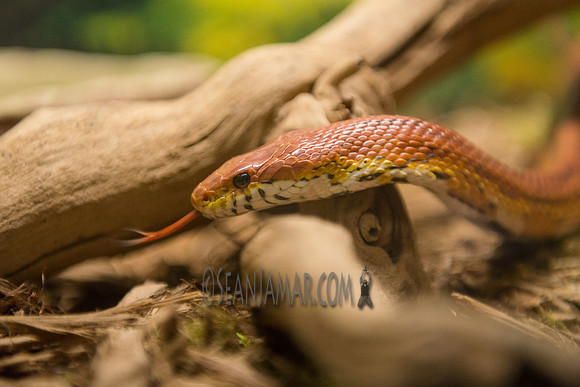 TCC - The Wildlife Center - Garfield NJ - 2018