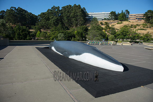 Adventure Day - Lawrence Hall of Science - San Francisco CA - 2017