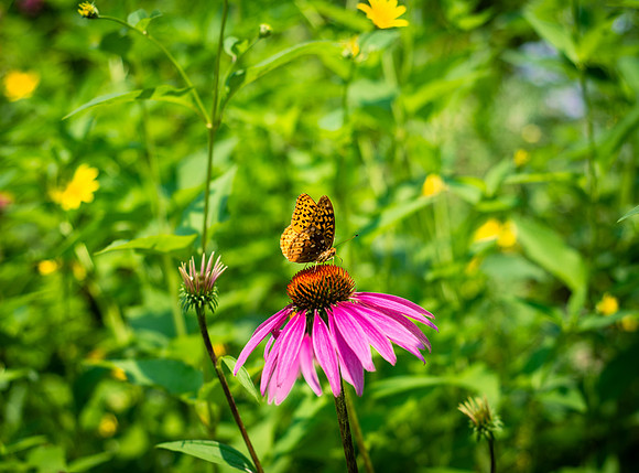 Adventure Day - Ramapo Mountain State Forest - Oakland NJ - 2015