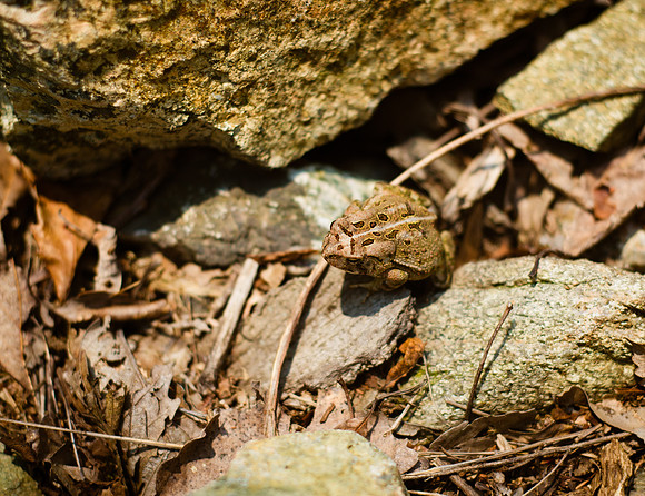 Adventure Day - Ramapo Mountain State Forest - Oakland NJ - 2015