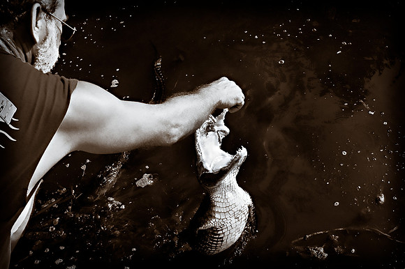GATORS IN THE BAYOU