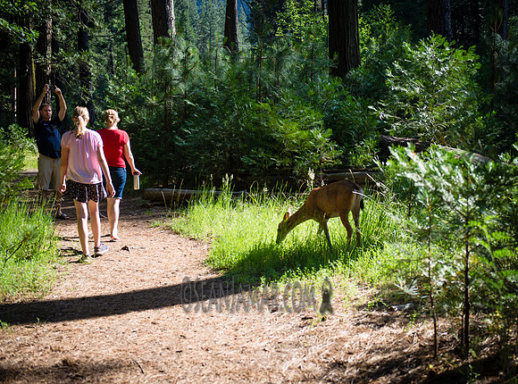 Adventure Day - Merced River - Yosemite National Park - Yosemite Valley CA - 2017