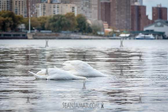 CPF Learn - Coastal Classroom - Hallets Cove - NYC - 2024