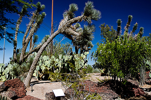 Cactus Garden