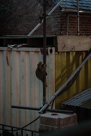 Rumsey Racoon - NYC SummerStage - Morat - Rumsey Playfield - NYC