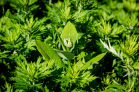 CPF Learn - The Bee Conservancy Intern Event - Liberty Learning