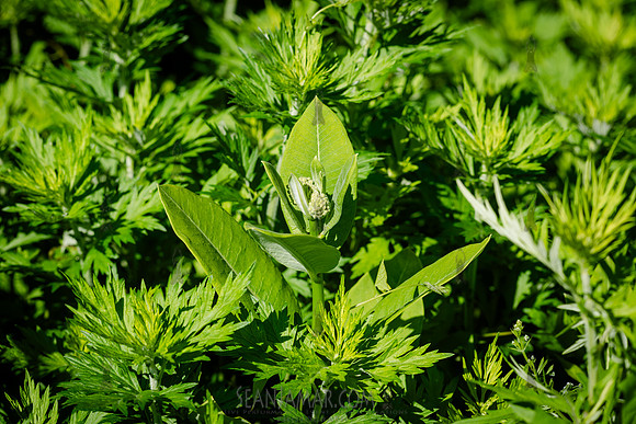 CPF Learn - The Bee Conservancy Intern Event - Liberty Learning