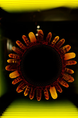David Datuna, Flower of Life - Museum of Sex