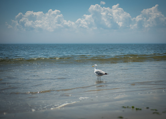 Adventure Day - Coney Island - BK USA - 2015