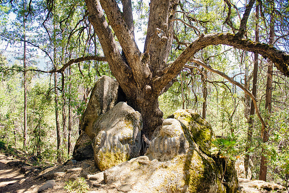 Adventure Day - Chilnualna Falls Hike - Yosemite National Park - Wawona CA - 2017
