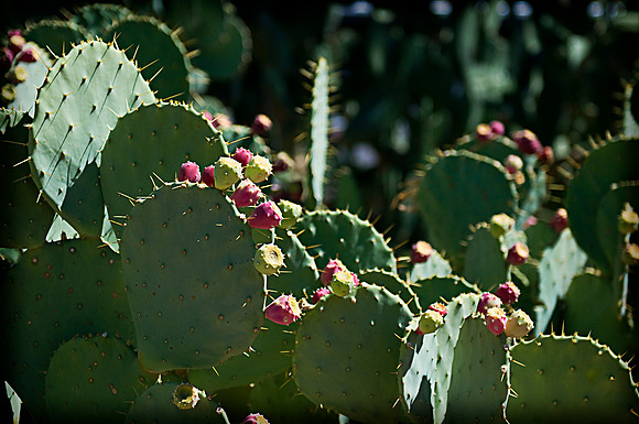 Cactus Garden