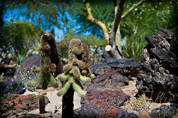 Cactus Garden