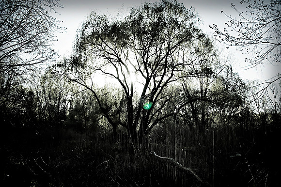 Hangin Tree